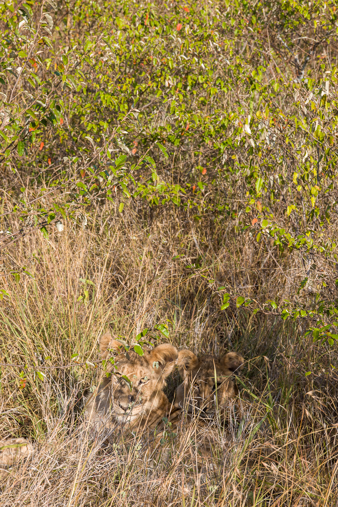 laikipia